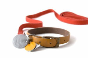 Leather dog colar with registration tags and red leash attached. Isolated on white background